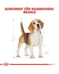 ROYAL CANIN Beagle adult 12 kg