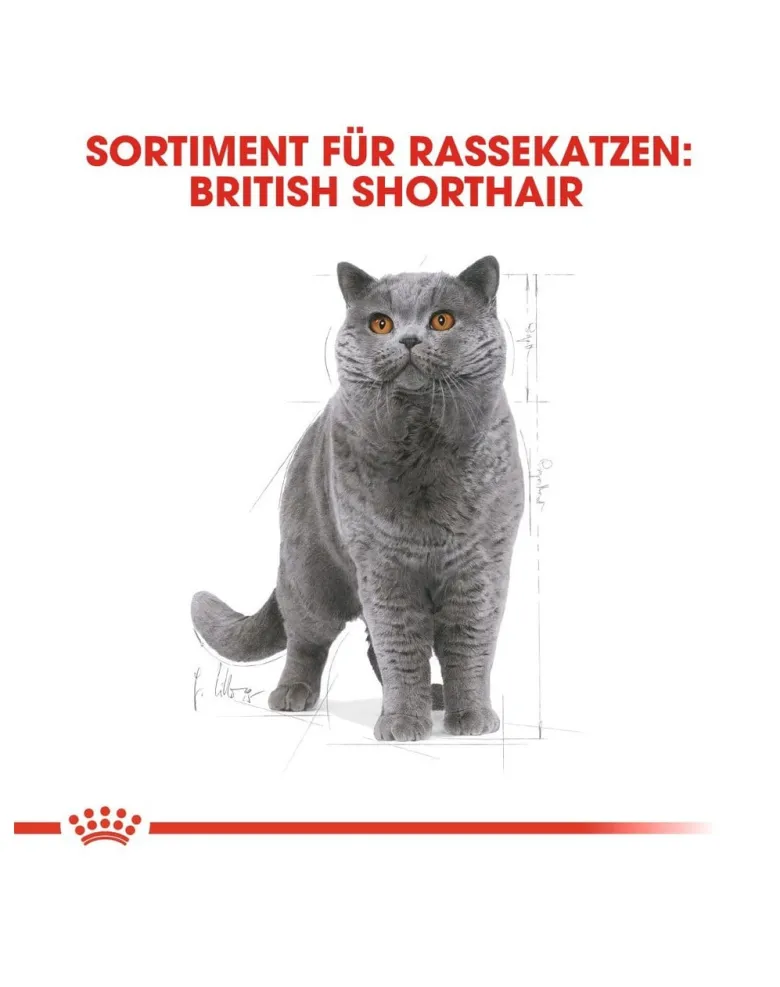 ROYAL CANIN British shorthair 34 10 kg